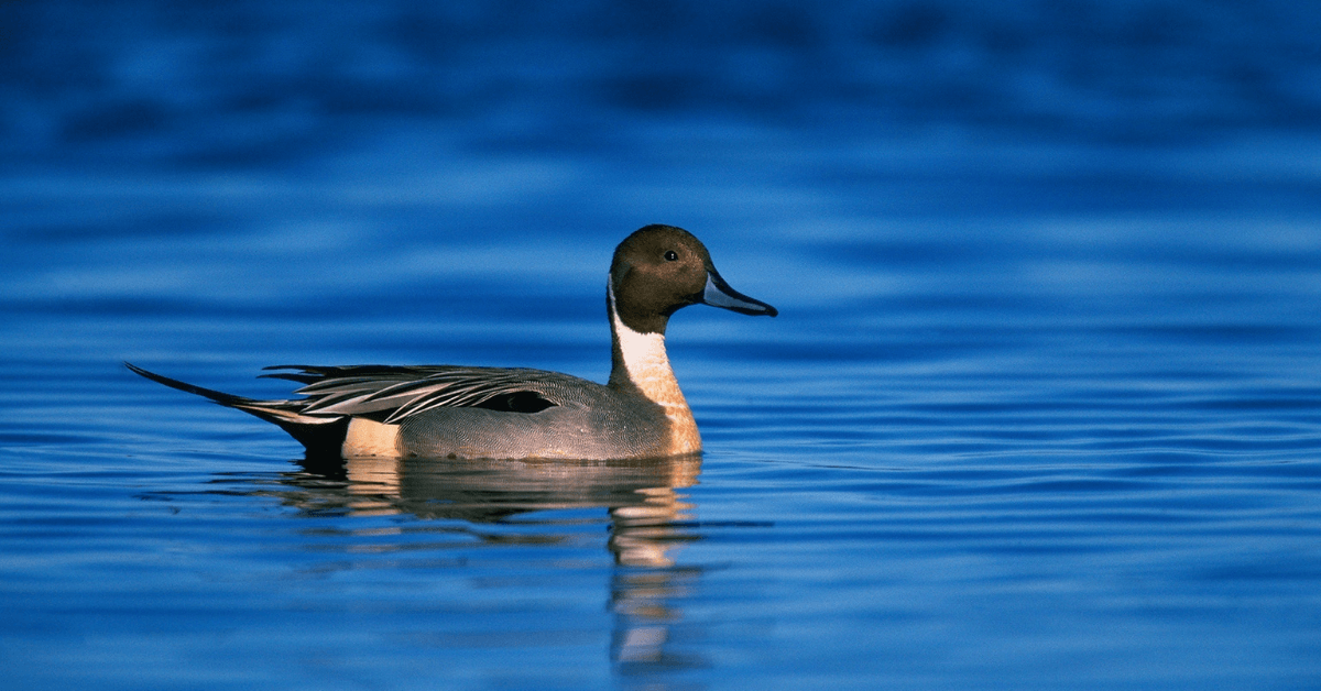 3 Duck Hunting Properties for Sale in Missouri